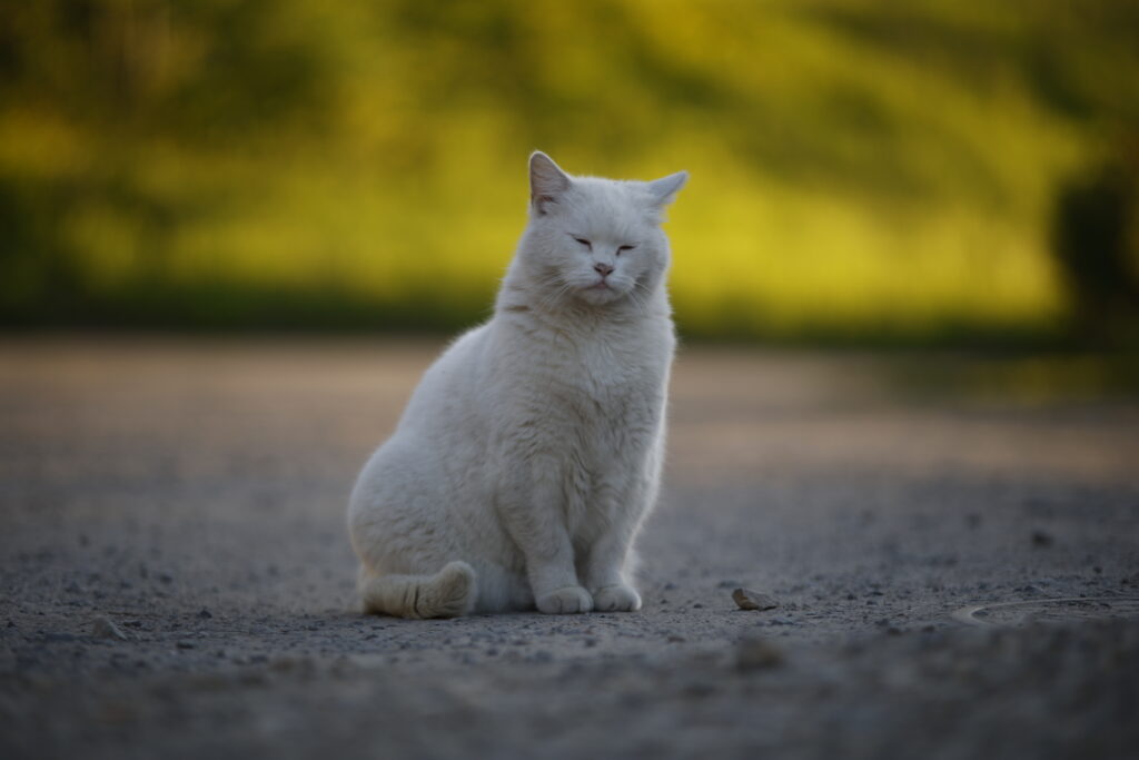 Fotograf-Puławy-Galeria