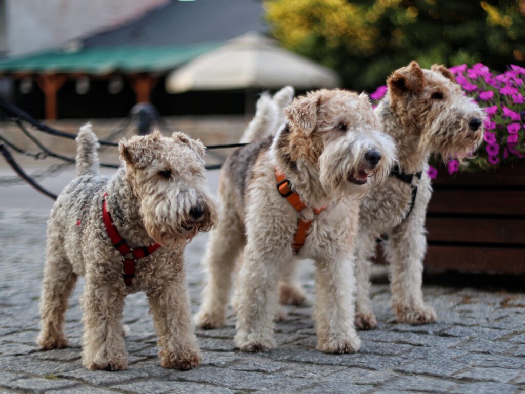 Fotograf-Puławy-Galeria