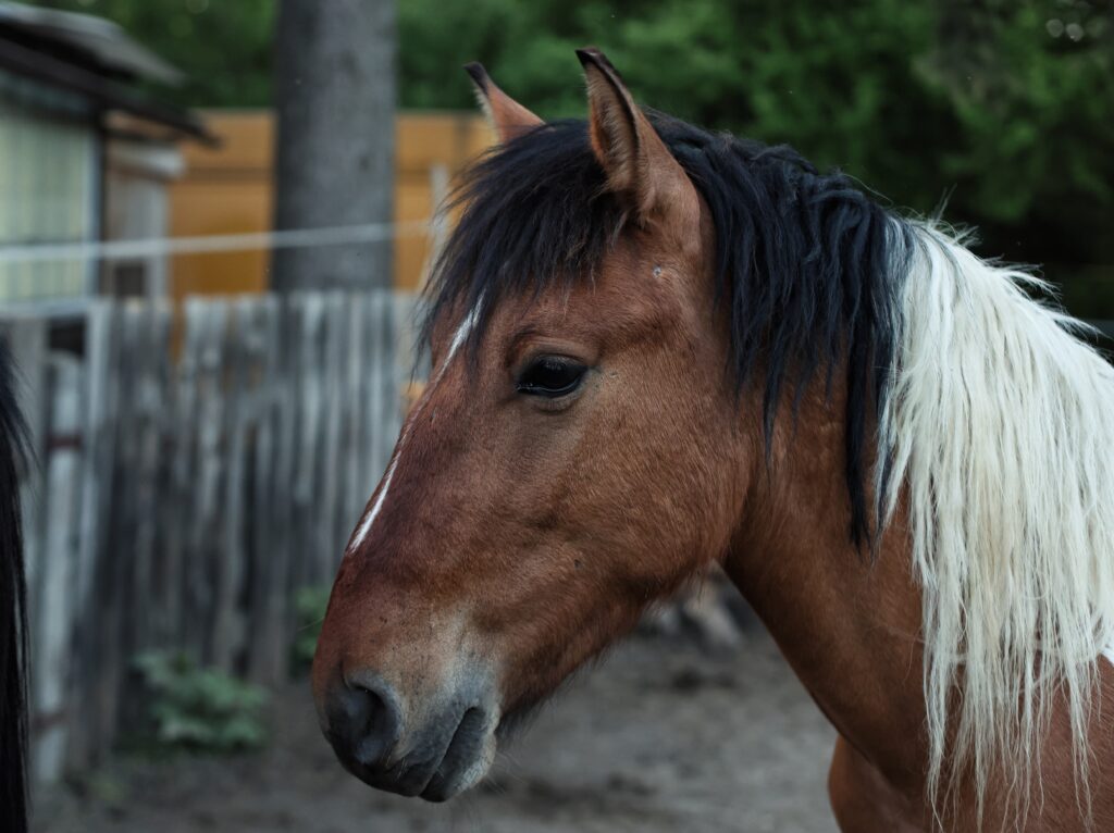 Fotograf-Puławy-Galeria
