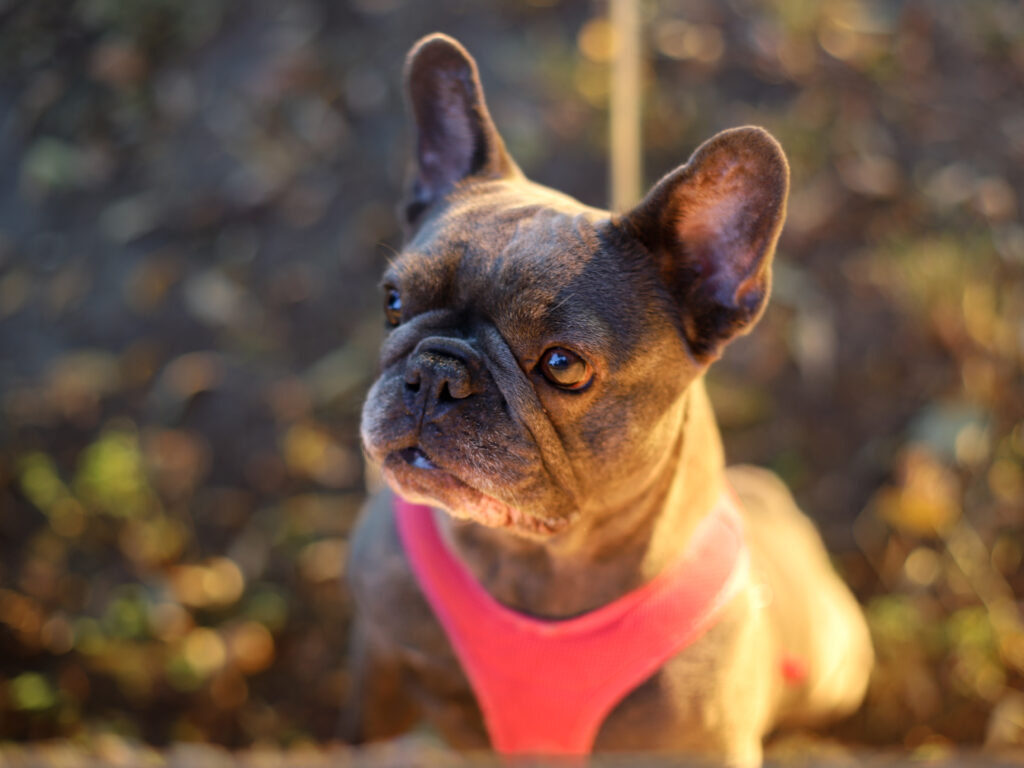 Fotograf-Puławy-Galeria