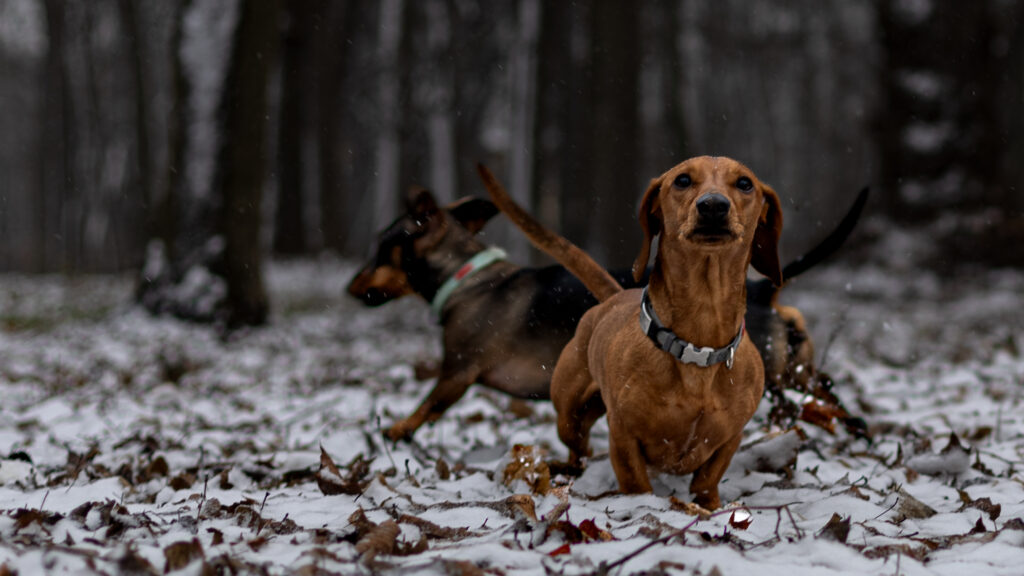 Fotograf-Puławy-Galeria